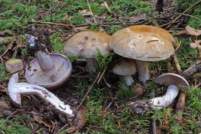 Photo in situ