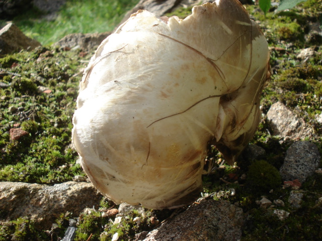 DSC00763.JPG