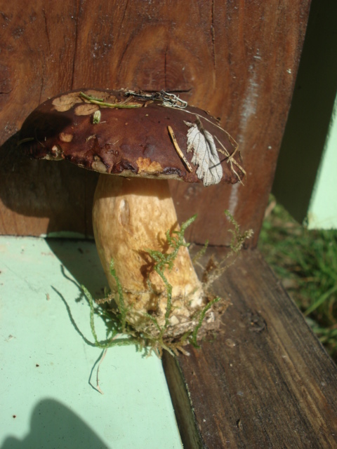 DSC00784.JPG