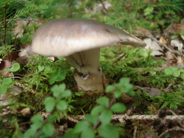 DSC00758.JPG