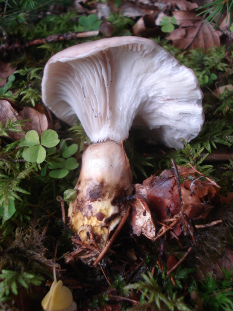 DSC00788.JPG