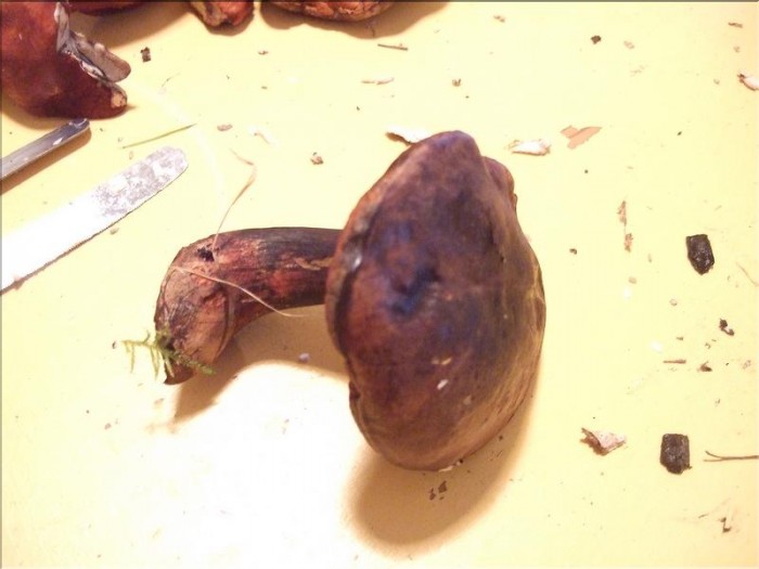 Champignon dans son ensemble