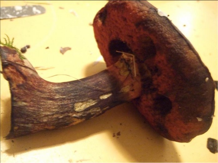 Démarcation du pied et du chapeau