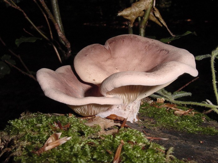 lentinus torulosus 1.JPG