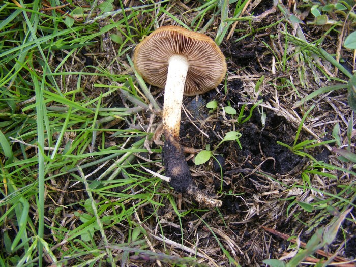 Hebeloma.jpg