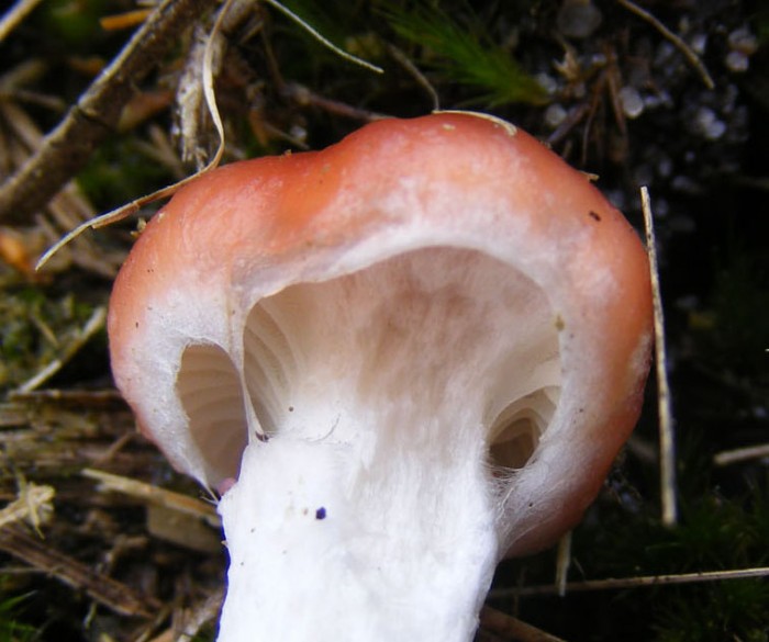 Pholiota lubrica 2.jpg