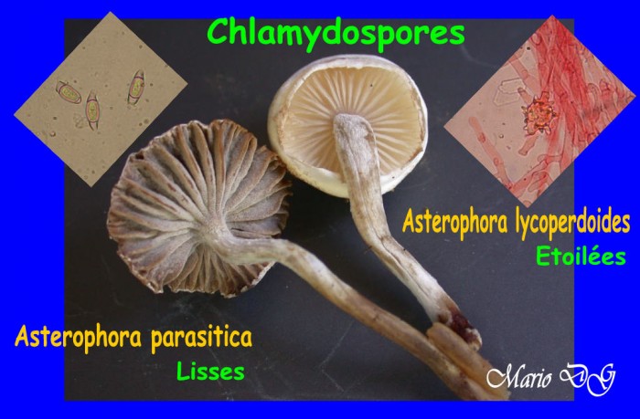 Asterophora.jpg