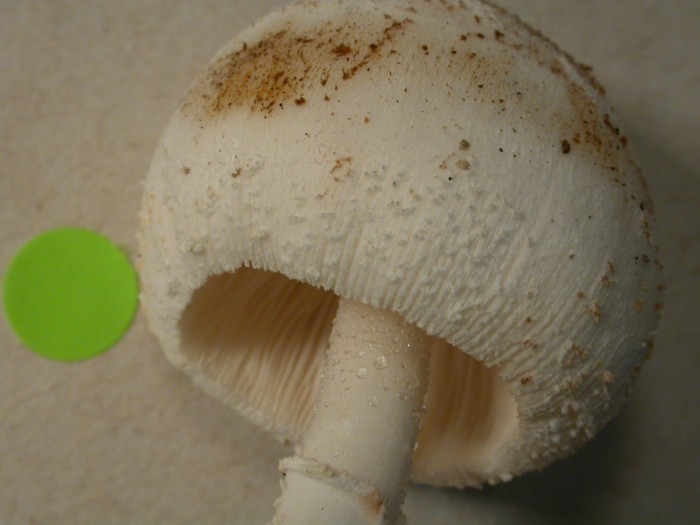 Leuco.cepistipes.JPG