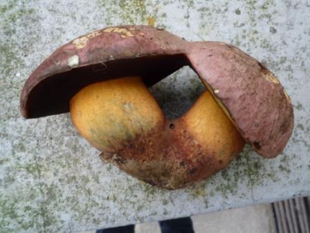 bolet 1.JPG