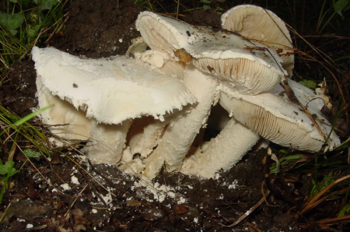 amanite strobiliformis.jpg