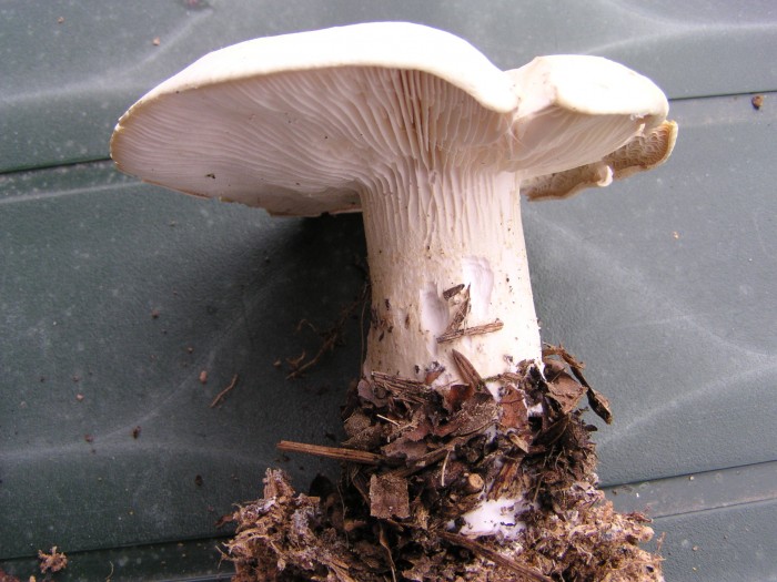 Le plus gros _ Chapeau Diam 90mm Epais 20mm _ Pied h80mm Diam 26mm