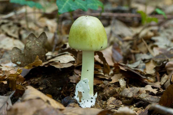 Amanita phalloides - champignon entier, jeune