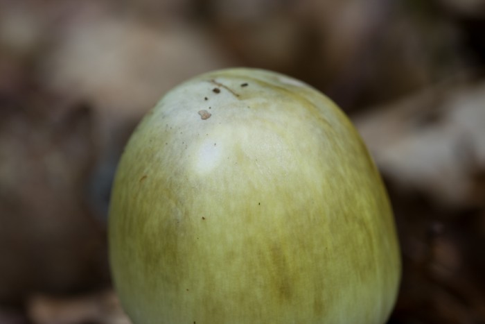 Amanita phalloides - chapeau avec fibrilles radiales