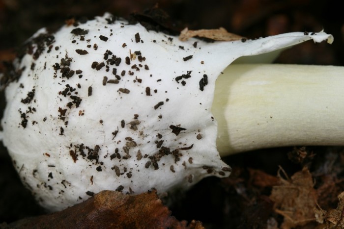 Amanita phalloides - volve en sac