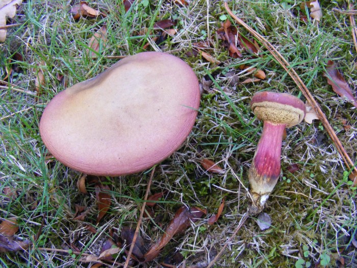 Xerocomus sp.jpg