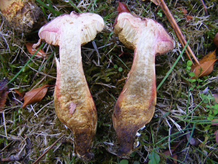 Xerocomus sp 2.jpg