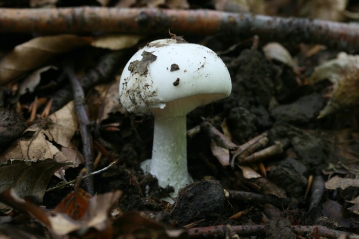 Amanita phalloides var. alba