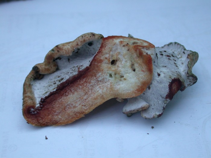 DSCN5975.JPG