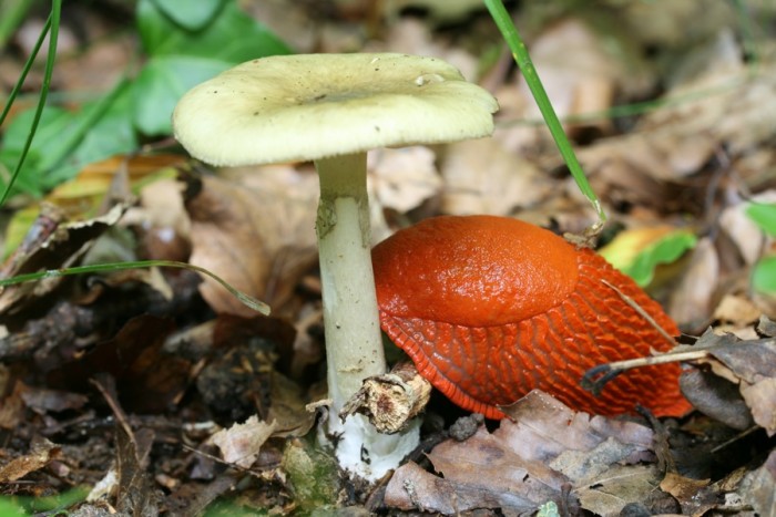 Amanita phalloides mangée par une limace