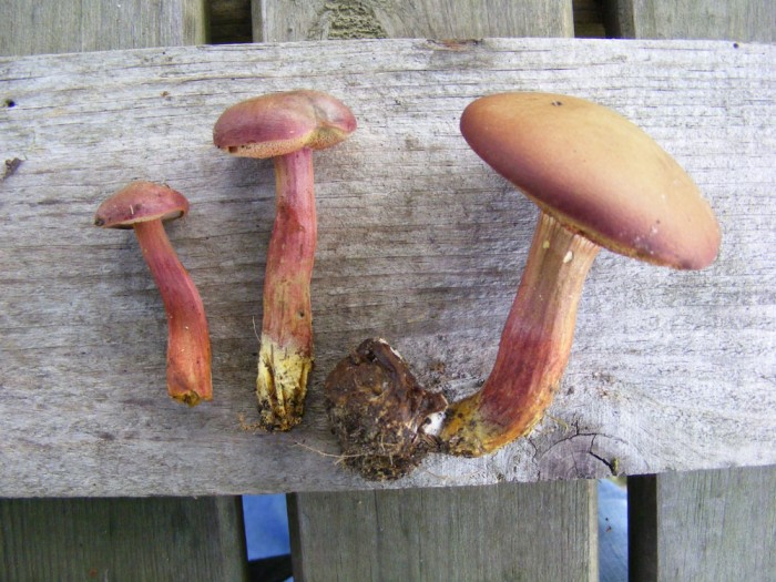 Xerocomus sp.jpg