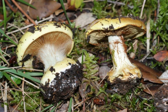Cortinarius sp. 2.jpg
