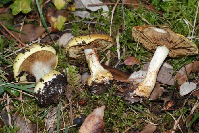 Cortinarius sp. 3.jpg