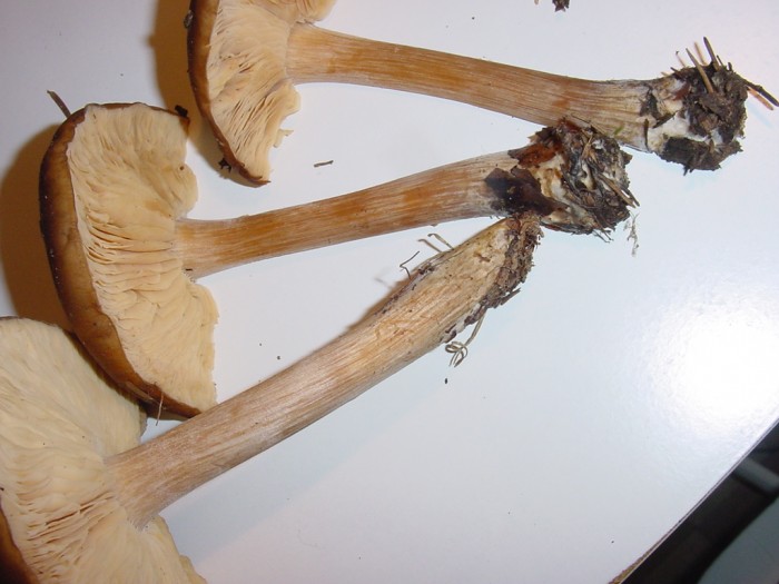 DSC00009.JPG