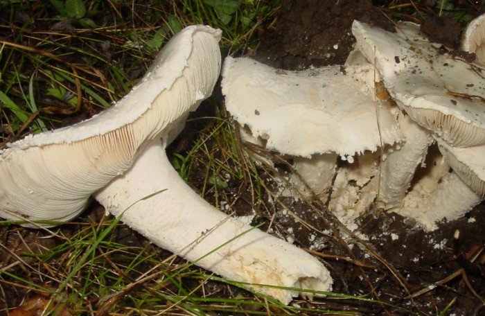 amanite sp1.jpg