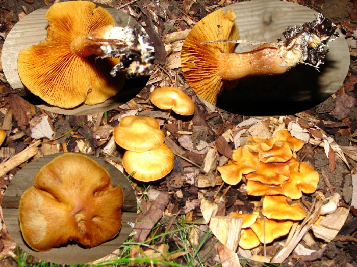 Champignon jaune à lamelle