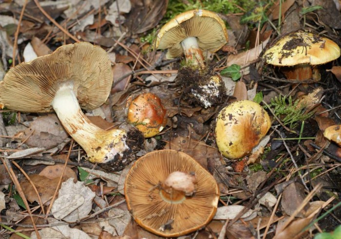 Xanthophylli à déterminer 1.jpg