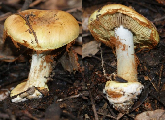 Xanthophylli à déterminer 1-2.jpg