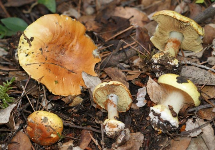 Xanthophylli à déterminer 1-3.jpg