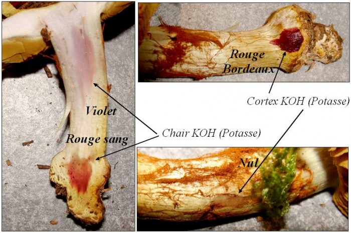 Cortinaire à déterminer 1-2.jpg