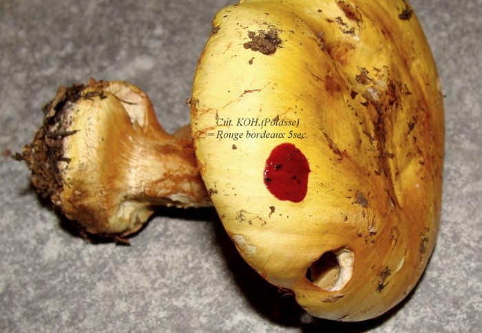 Cortinaire à déterminer 1.jpg