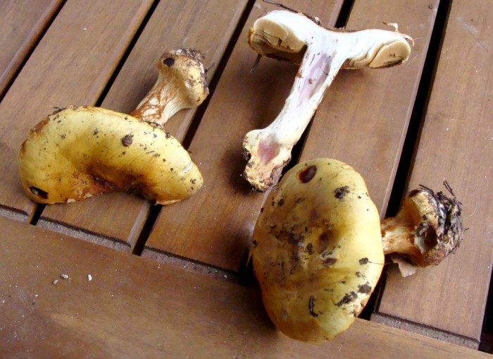 Cortinaire à déterminer 1-3.jpg