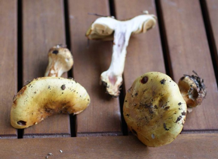 Cortinaire à déterminer 1-4.jpg