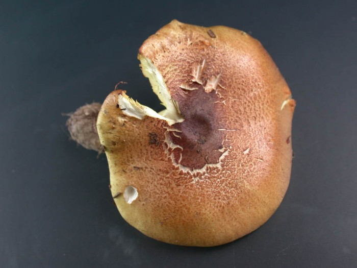 Tricholoma xxx  RY de ROME   24 oct 2010 080.jpg
