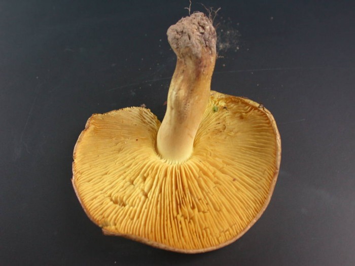 Tricholoma  xxx   RY de ROME 24 oct 2010 082.jpg