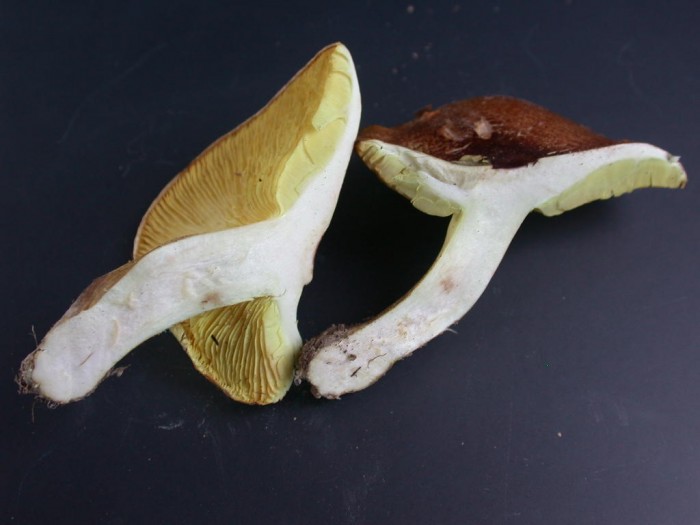 Tricholoma  xxx  RY de ROME 24 oct 2010 097.jpg