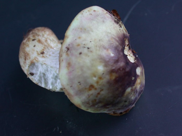 Russula  Cutis lardacé  BERZEE 24 oct 2010 110.jpg
