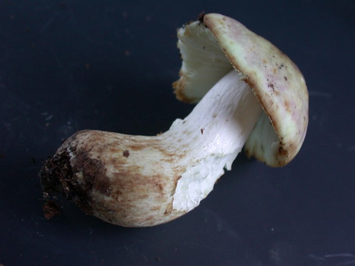 Russula Cutis lardacé  BERZEE  24 oct 2010 119.jpg