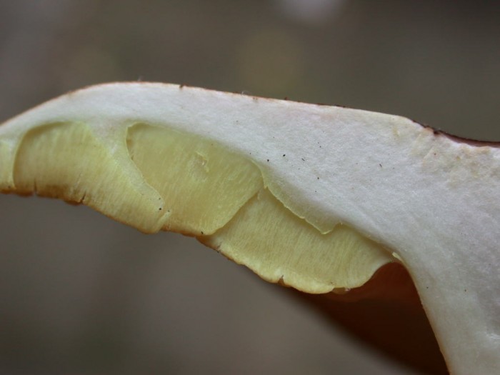 Tricholoma  xxx  RY de ROME  24 oct 2010 104.jpg
