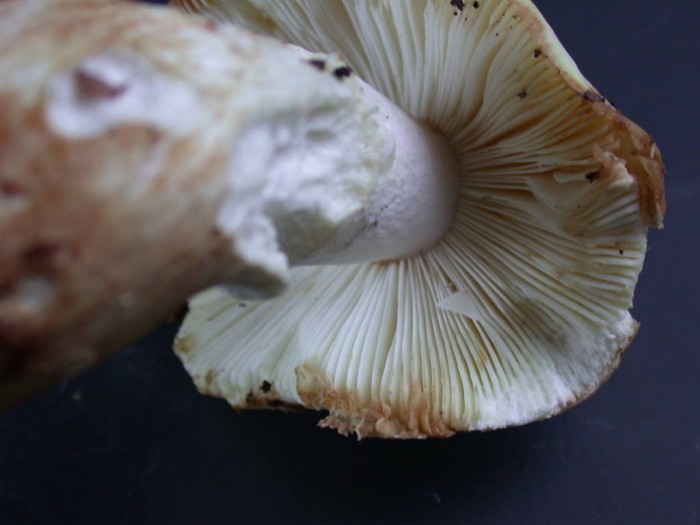 Russula Cutis lardacé  BERZEE  24 oct 2010 111.jpg