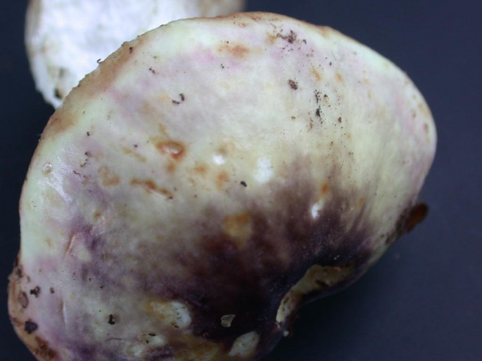 Russula   Cutis lardacé  BERZEE 24 oct 2010 113.jpg