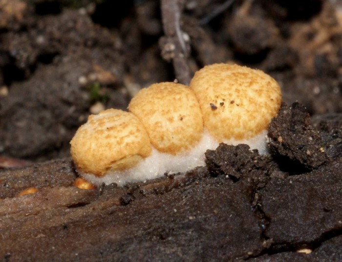 Crucibulum laeve (2).jpg
