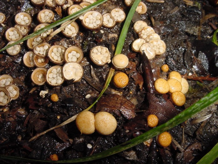 crucibulum laeve 2.JPG