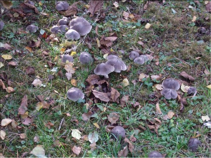 Le groupe de champignons