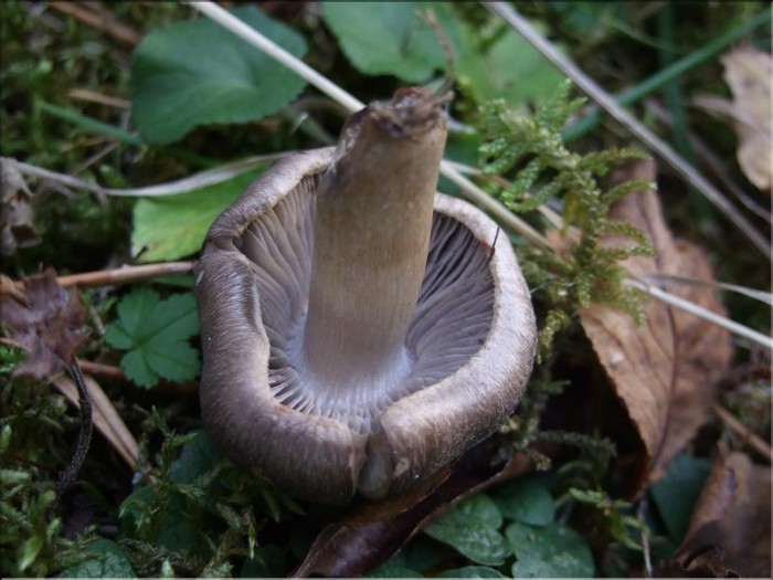 Dessous d'un jeune champignon