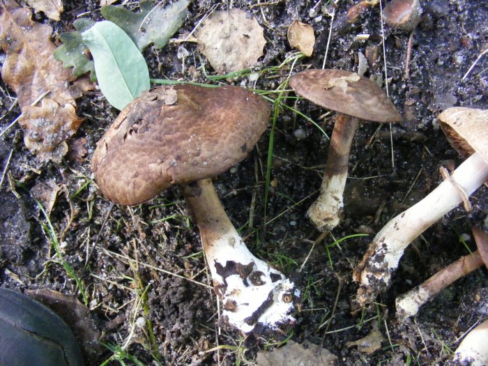 26 octobre 056.jpg