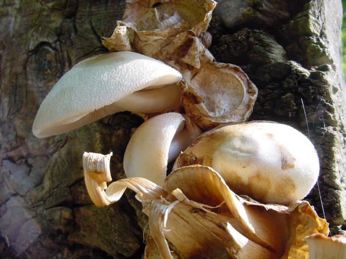 volvariella bombycina.JPG